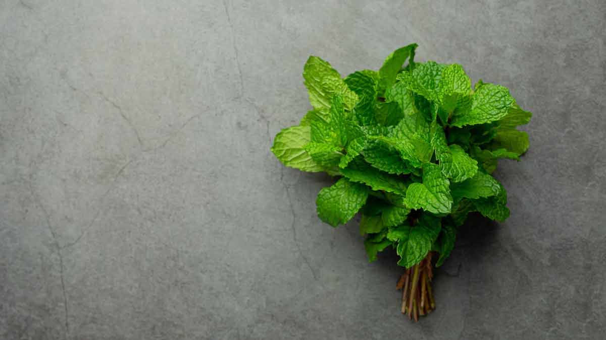 mint leaves for skin