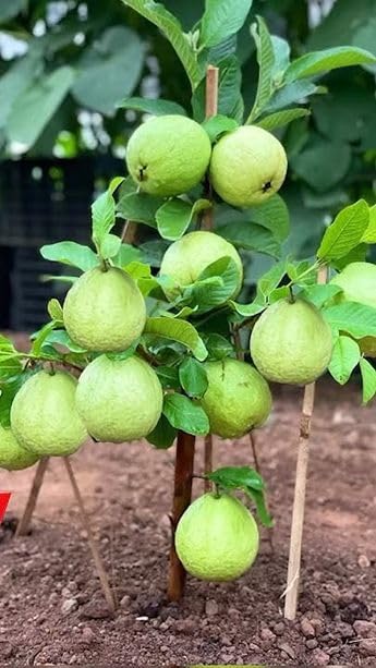 powerful fertilizer for guava plant