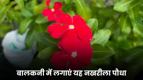 red vinica plant growing tips