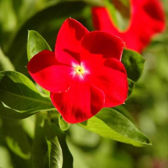 Red vinica plant care tips