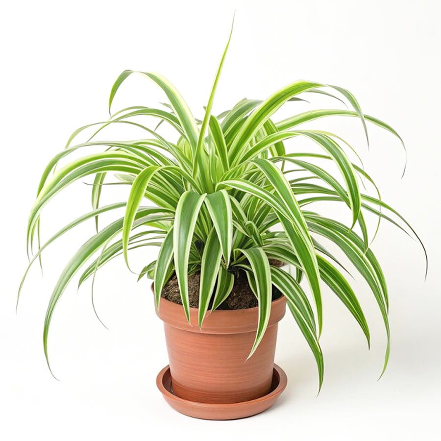 spider plant