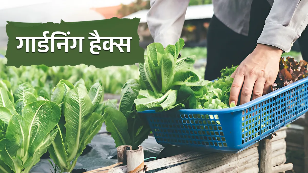 how to keep garden vegetables fresh in june heat