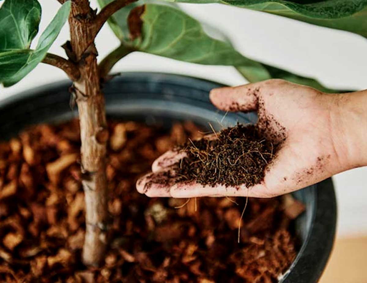 fertilizer-and-its-effects