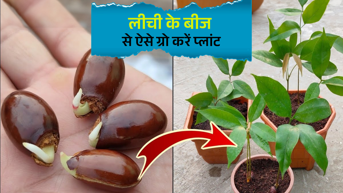 Home Gardening: लीची खाने के बाद क्या आप भी फेंक देती हैं बीज? लंच बॉक्स वाली इस ट्रिक से उगाएं पौधा
