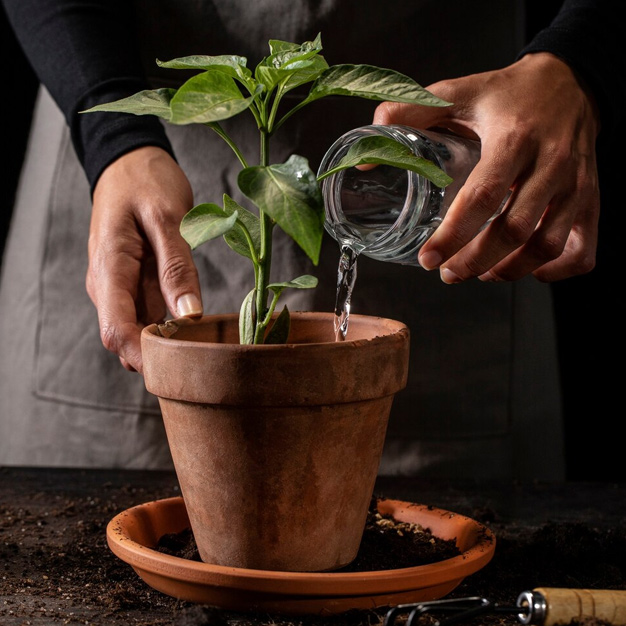 money plant growth tips