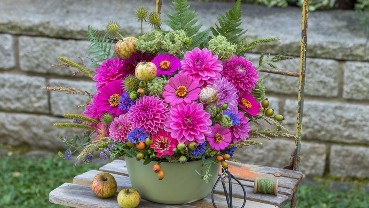 zenia plant garedening