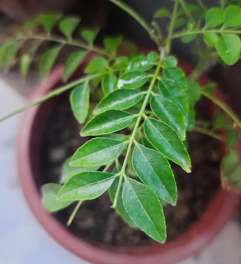 curry plant care tips