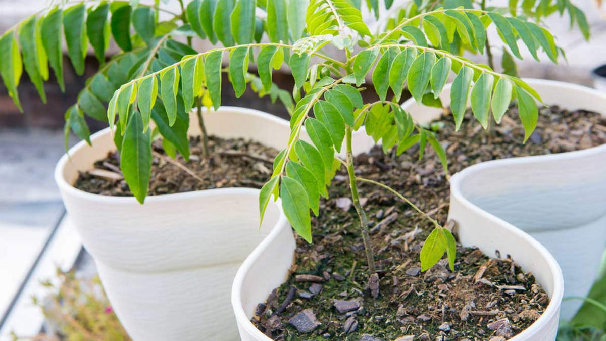 curry plant growth