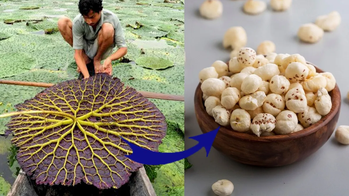 Superfood Makhana: तालाब के दलदल से निकलकर दुनिया का सबसे महंगा स्नैक कैसे बना मखाना? जानें

