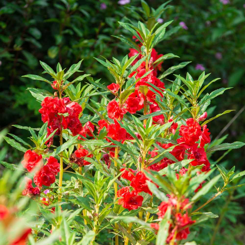 balsam flower