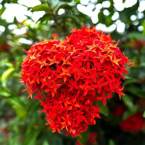 ixora red flower plant