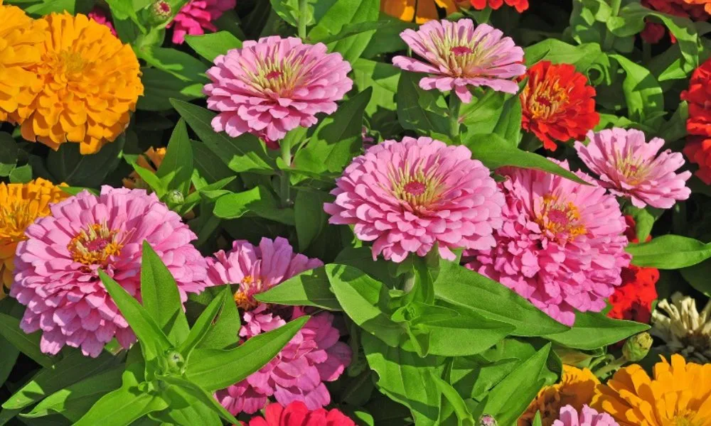 jiniya plant