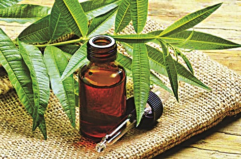 tea-tree-oil-500x500