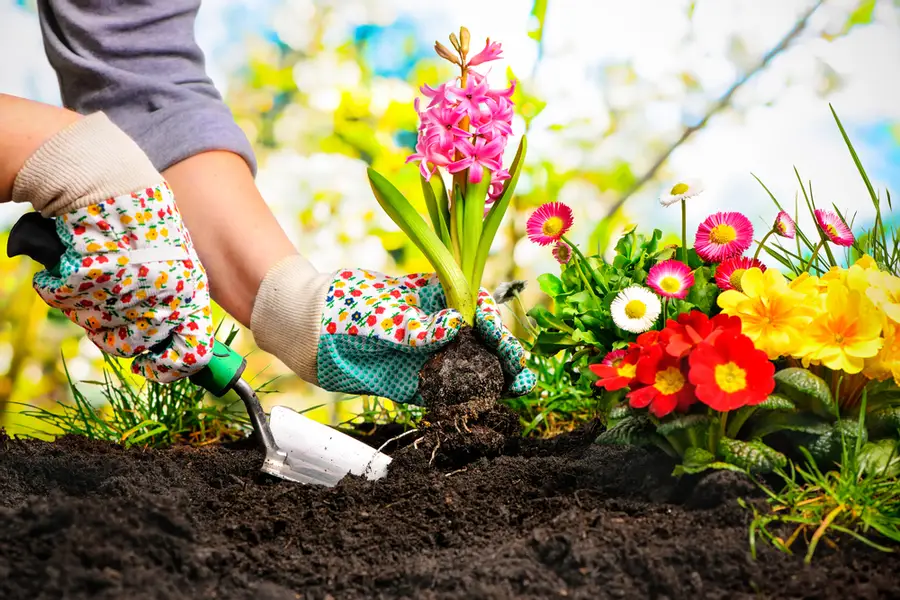 start gardening