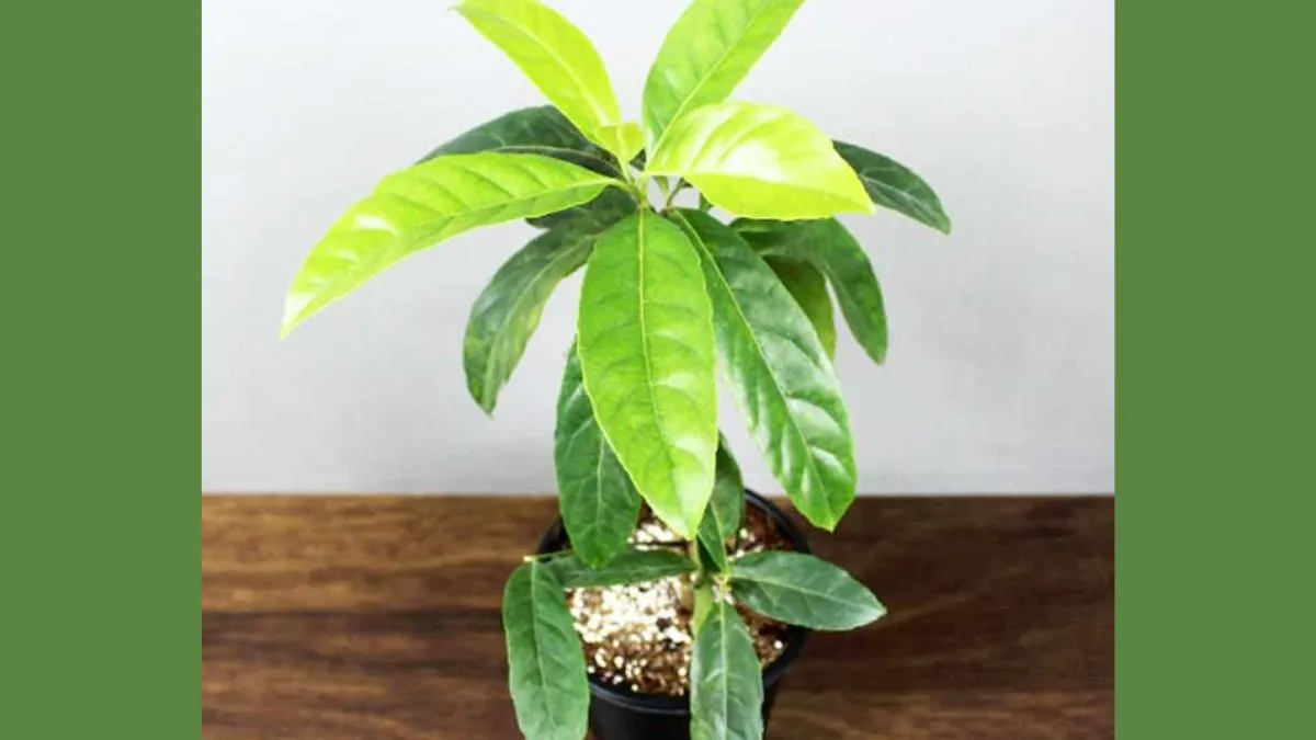 rudraksh plant care tips (2)