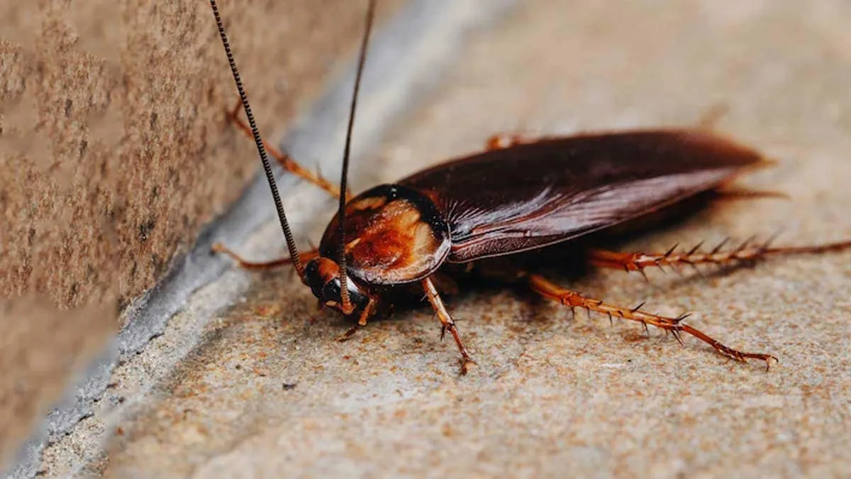 cockroach clothes damage