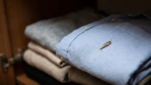 pesky bugs that destroying your wardrobe clothes know how to get rid them