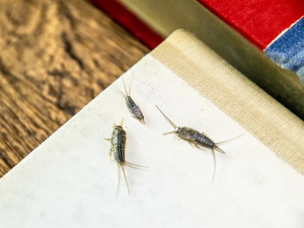 silverfish pest control