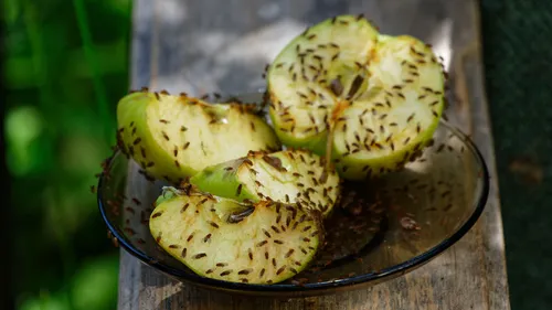 fruit fly prevention tips