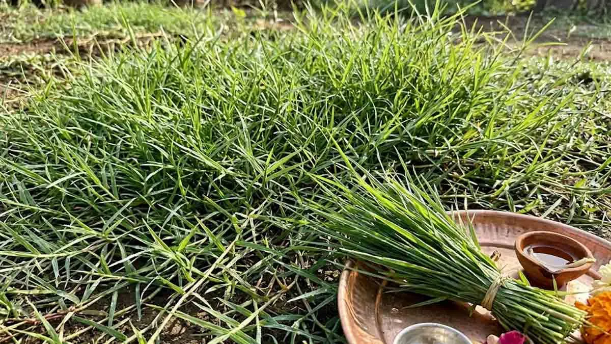 Ganesha Worship durva grass