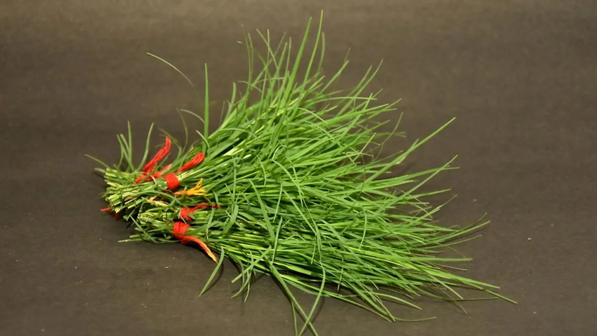 how-to-include-lord-ganesha-favourite-durva-grass-in-diet-for-health-benefits