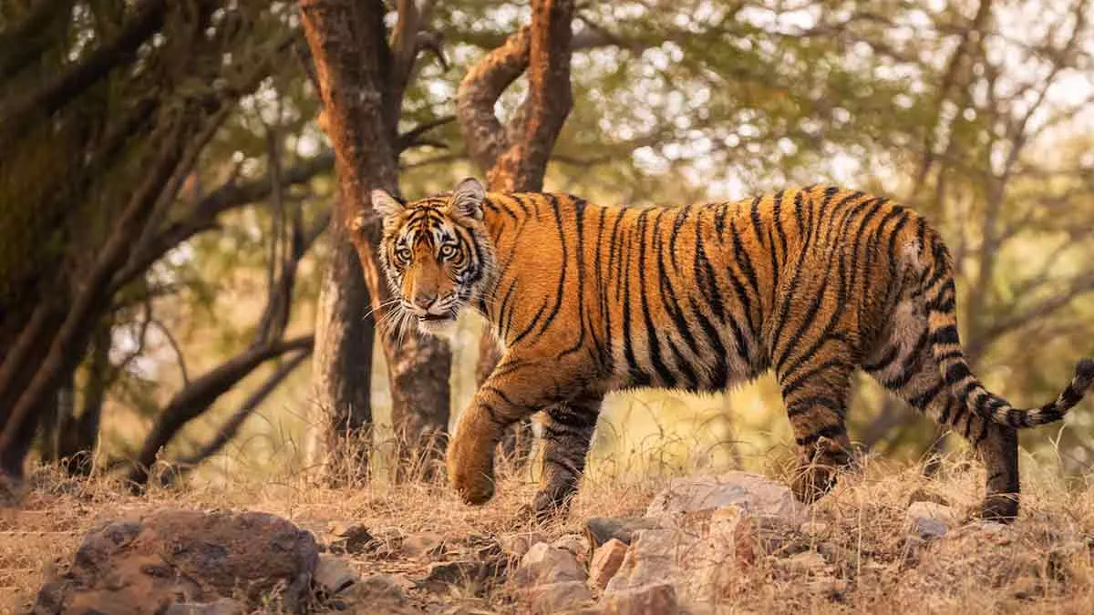 ranthambore