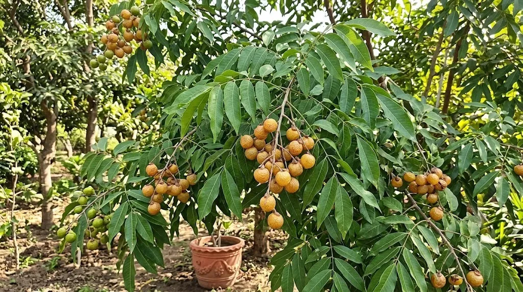 how to grow reeth plant