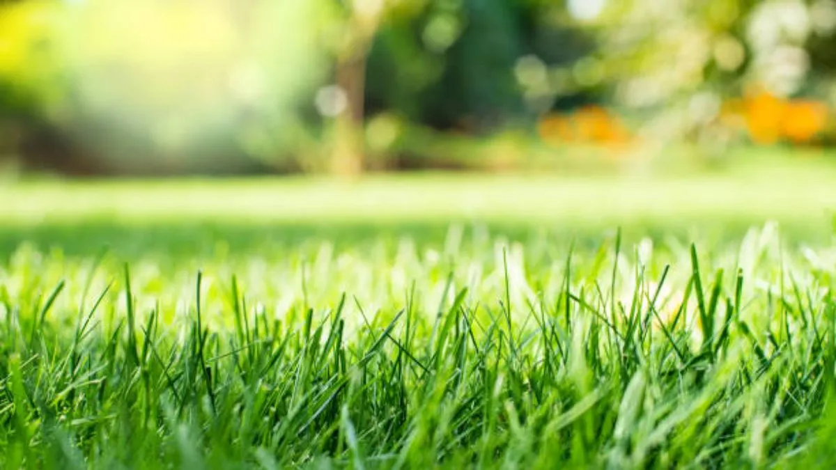 best grass for gardens (1)