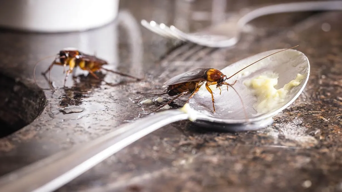 natural pest control