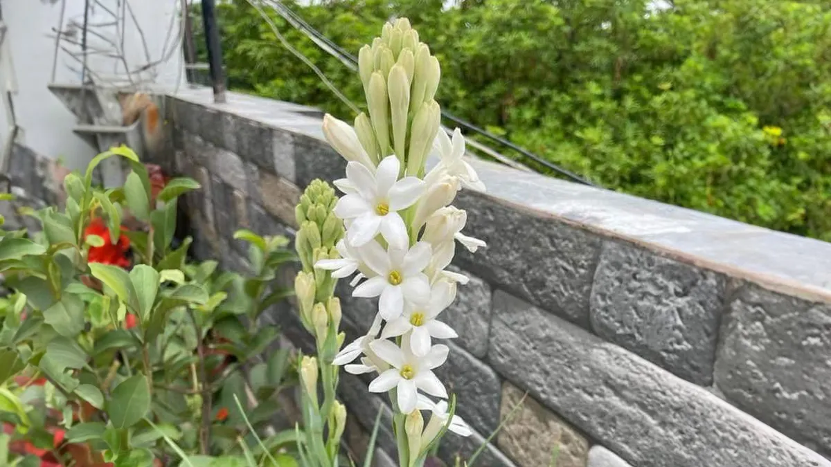 growing-tips-rajnigandha-tuberose-plant-this-monsoon-for-beautiful-white-flowers-1783584767334