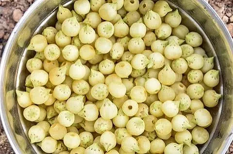 mahua-ladoo-1786723234635