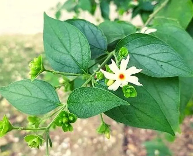 parijat-leaves-main
