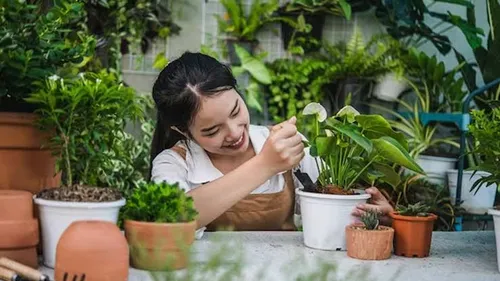 How to protect plants from unseasonal rain