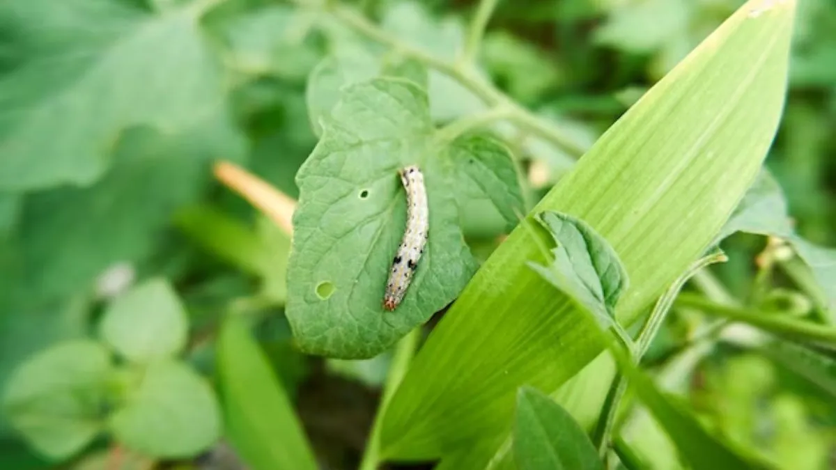 how-to-get-rid-of-plants-from-bugs-in-hindi (1)