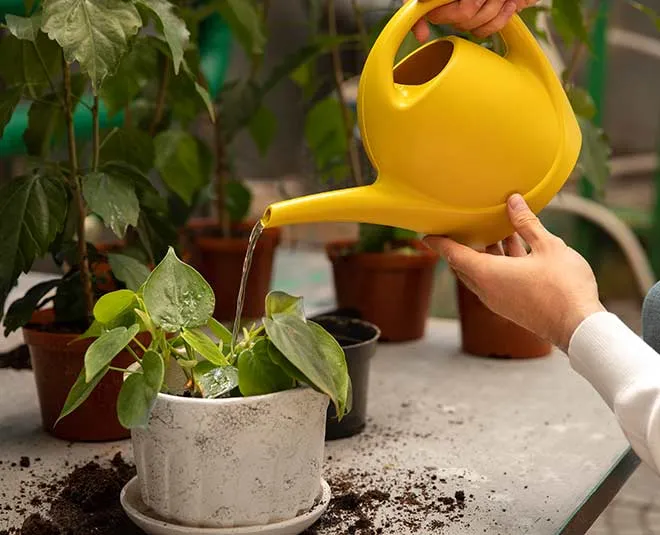 watering-plants-in-winter-season