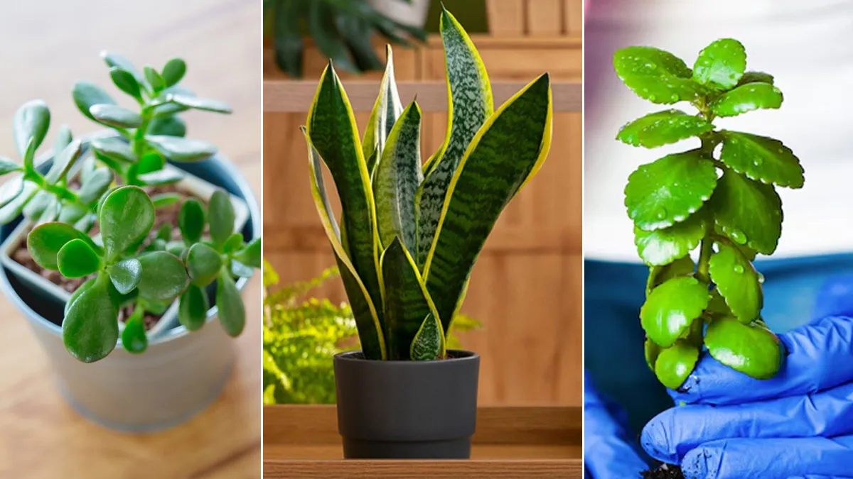 Gardening tips in Hindi (Magnific)