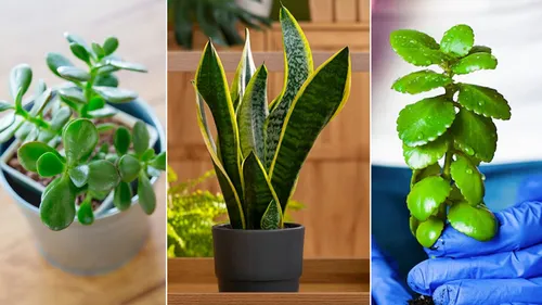 Gardening tips in Hindi (Magnific)