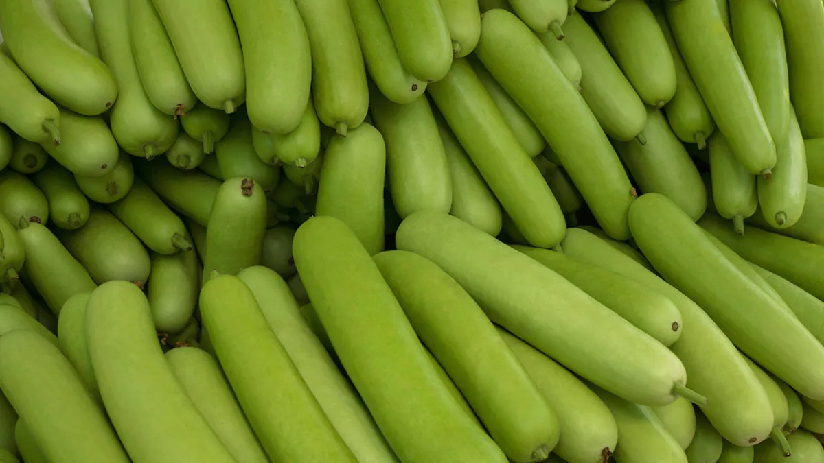 bottle gourd different names