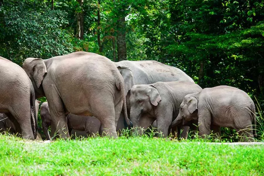 magnific kaziranga