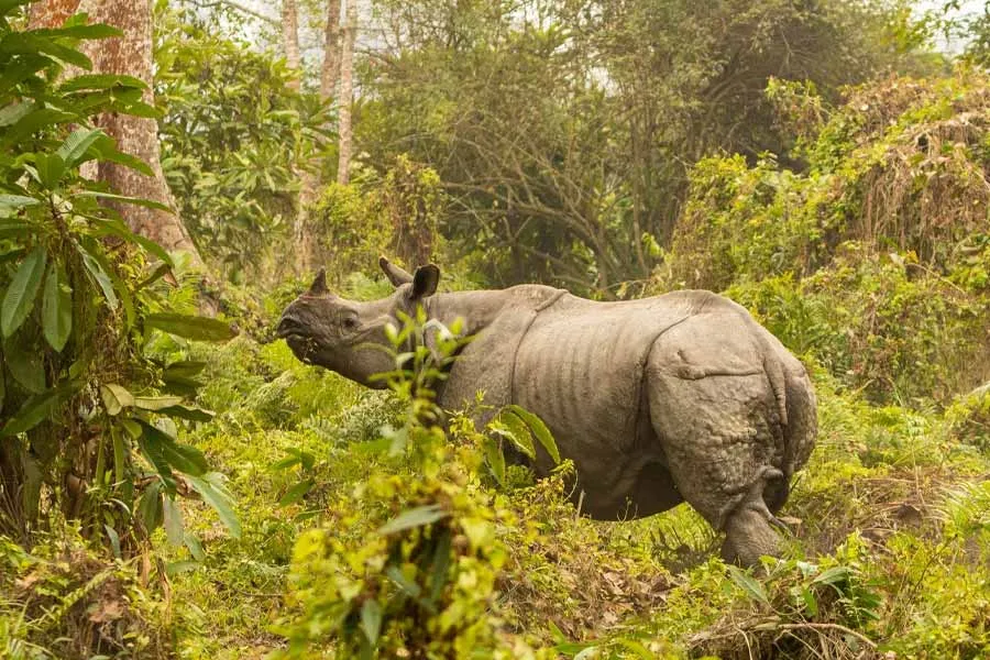 magnific kaziranga national park reopen