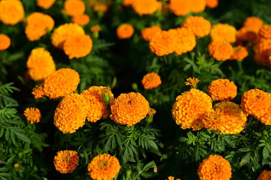navratri day 6 flower