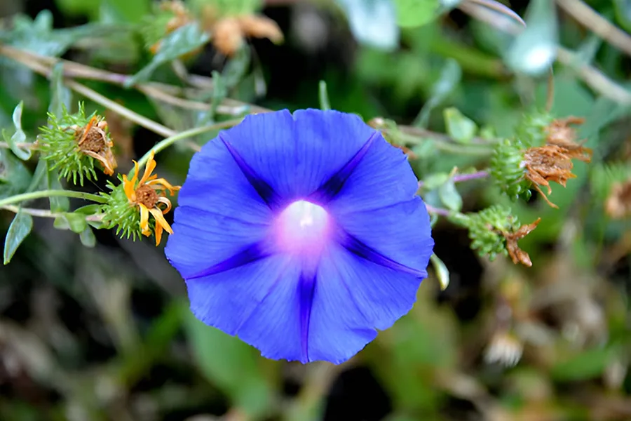 magnific navratri day 7 flower