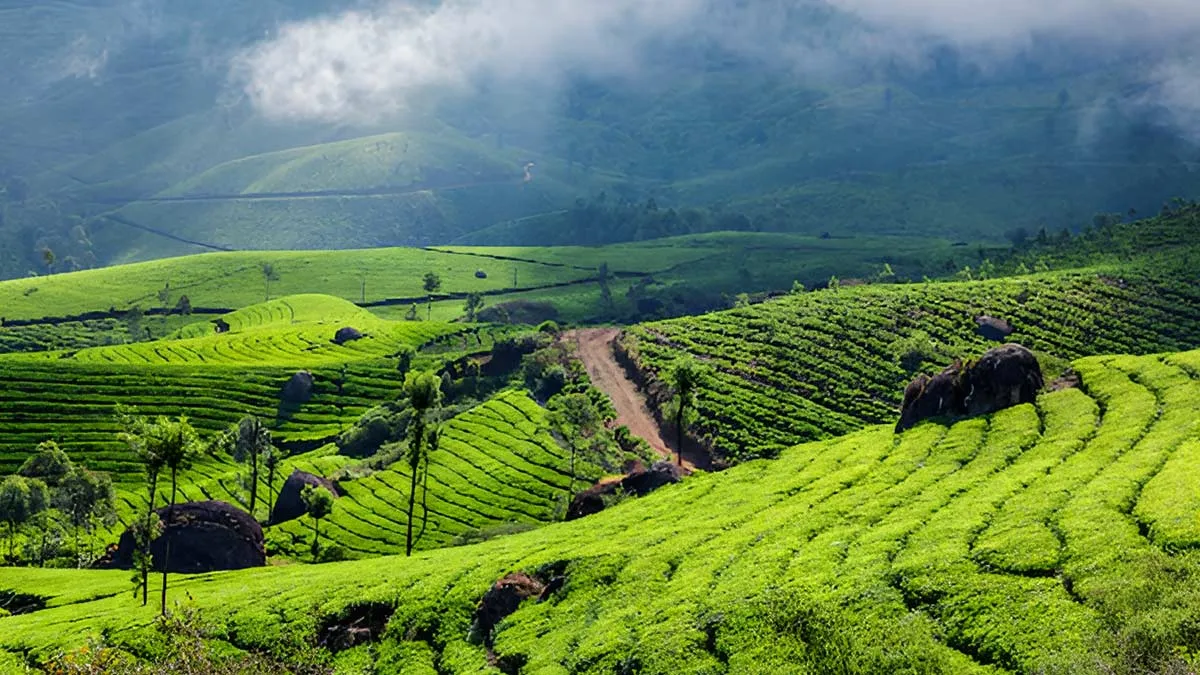 magnific munnar