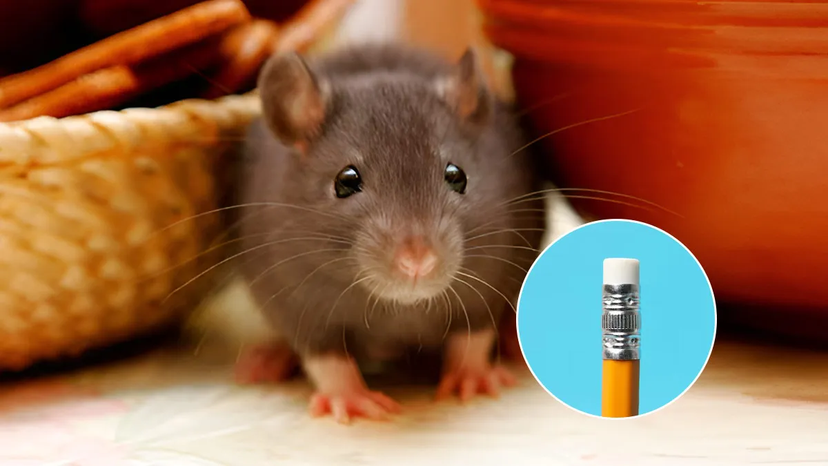 pencil trick to get rid of rat