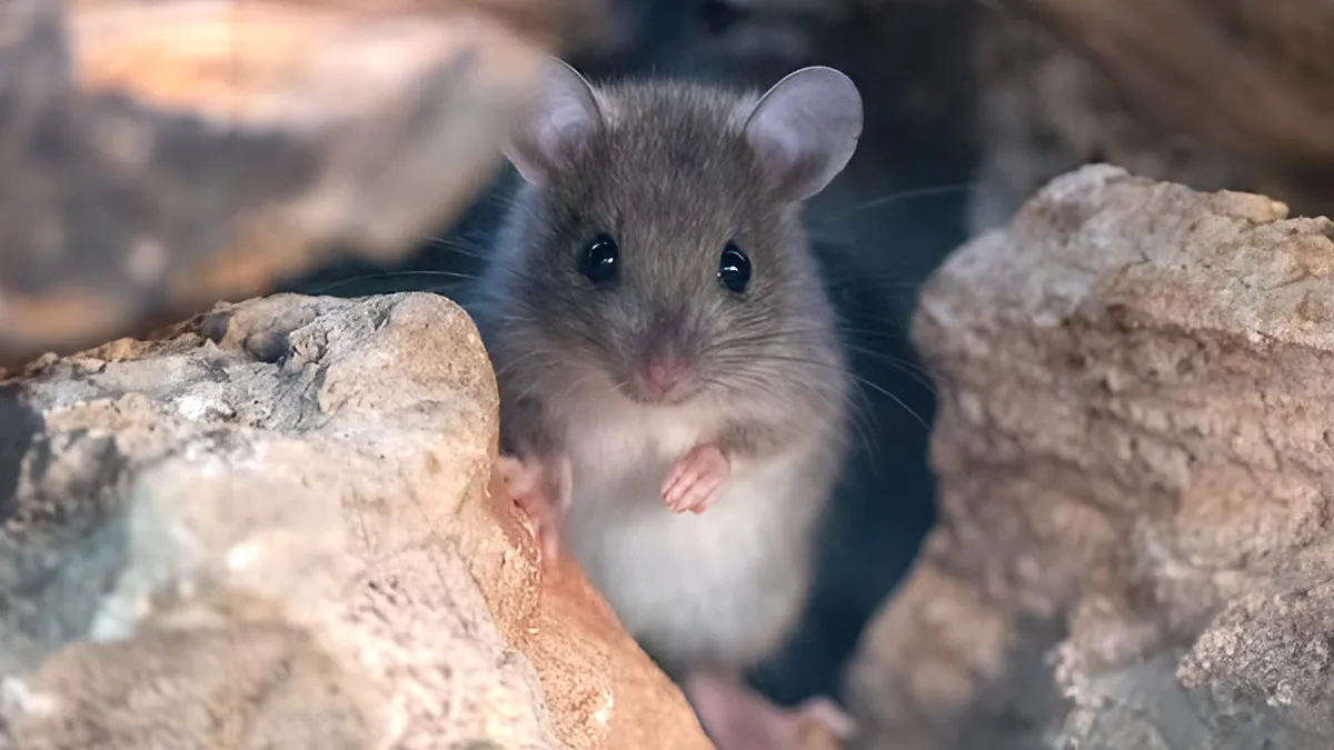 tips to get rid of rat through pencil trick