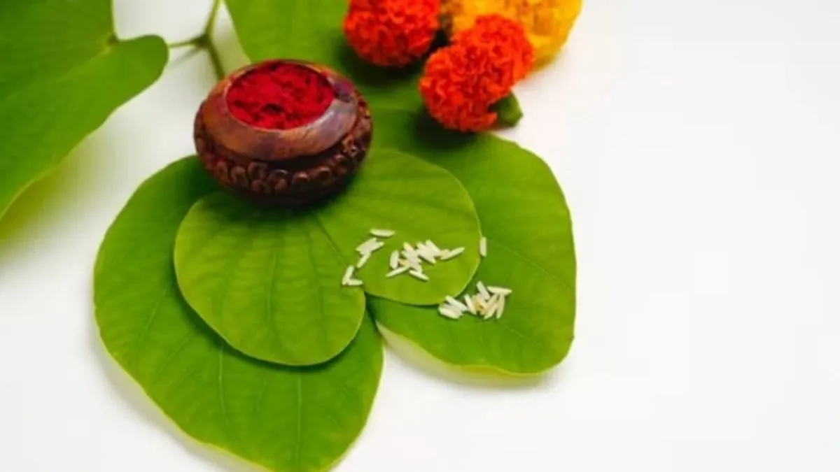 Why Aapta Leaves Exchanged On Dussehra