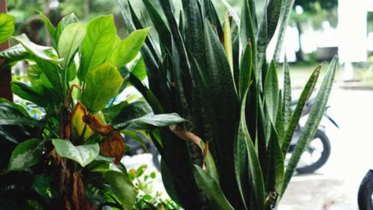 low maintenance plants for balcony (1)