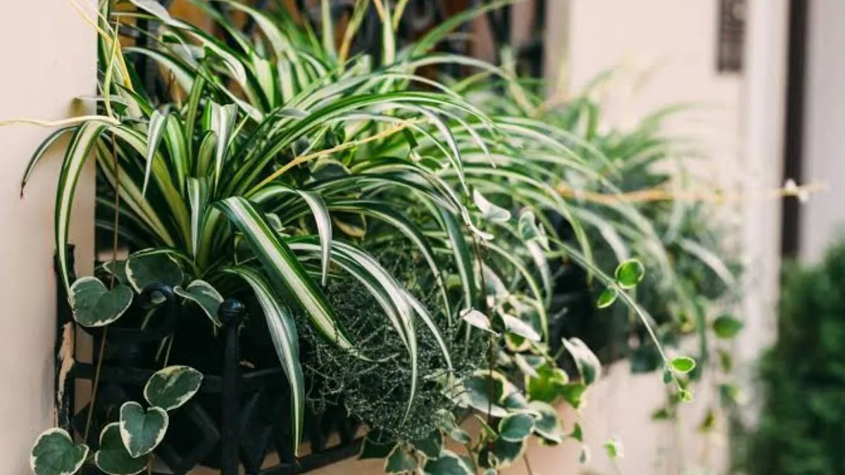 low maintenance plants for balcony (2)