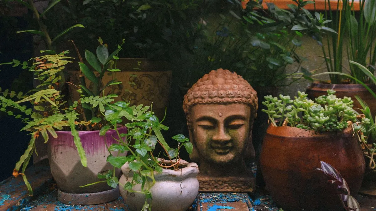 low maintenance plants for balcony