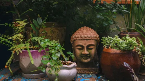 low maintenance plants for balcony